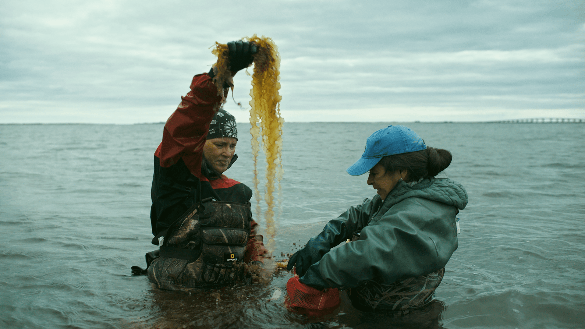 Poster image for the film SHORTS: Science & Solutions